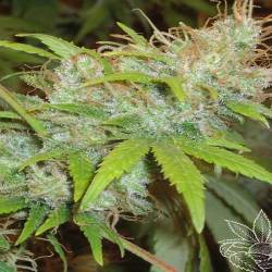 Orange Delight Feminizada de Homegrown Fantaseeds