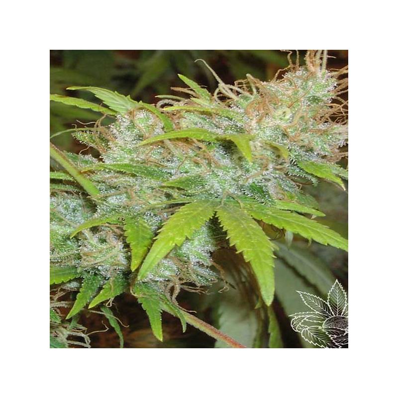 Orange Delight Feminizada de Homegrown Fantaseeds