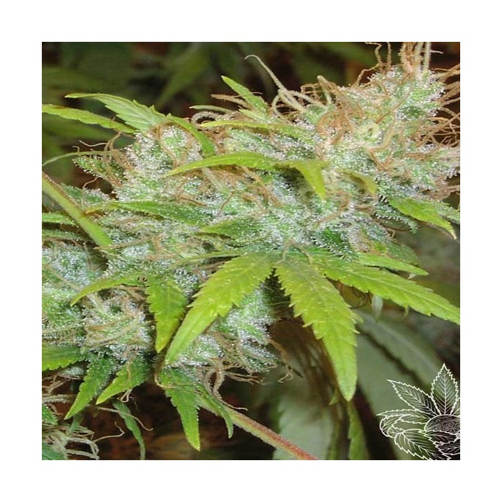 Orange Delight Feminizada de Homegrown Fantaseeds