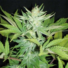 Homegrown Lowryder Feminizada de Homegrown Fantaseeds