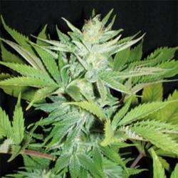 Homegrown Lowryder Feminizada de Homegrown Fantaseeds