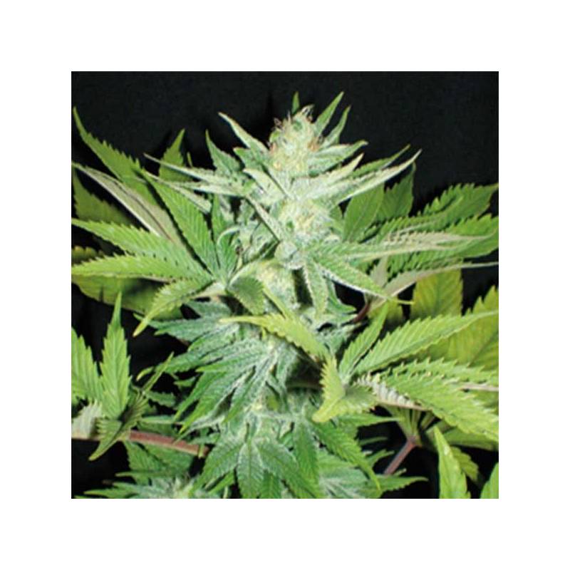 Homegrown Lowryder Feminizada de Homegrown Fantaseeds