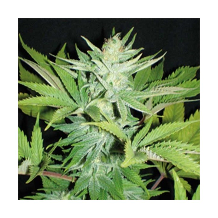 Homegrown Lowryder Feminizada de Homegrown Fantaseeds