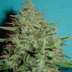 Super Crystal Feminizada de Homegrown Fantaseeds