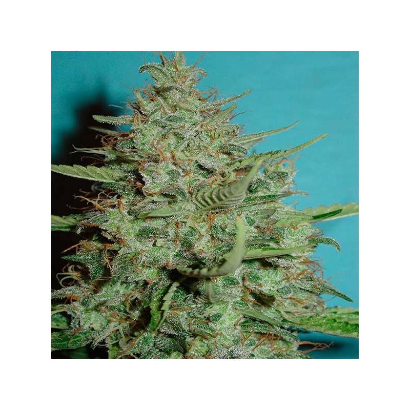 Super Crystal Feminizada de Homegrown Fantaseeds