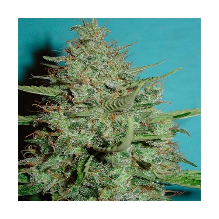 Super Crystal Feminizada de Homegrown Fantaseeds