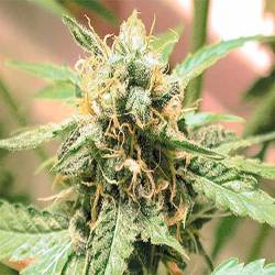 Afghani Feminizada de Homegrown Fantaseeds