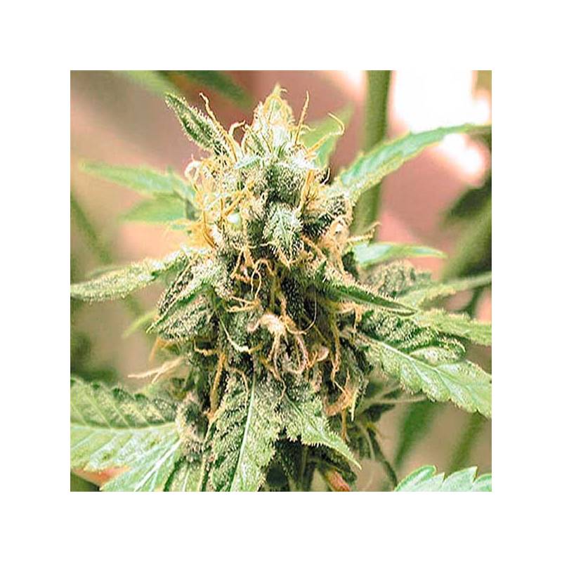 Afghani Feminizada de Homegrown Fantaseeds