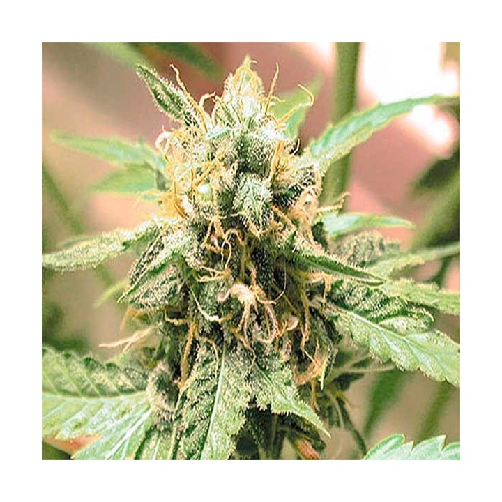 Afghani Feminizada de Homegrown Fantaseeds