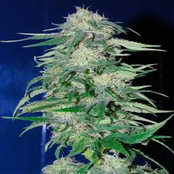 K2 Feminizada de Homegrown Fantaseeds