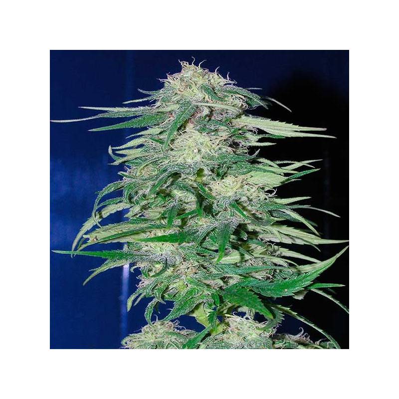 K2 Feminizada de Homegrown Fantaseeds