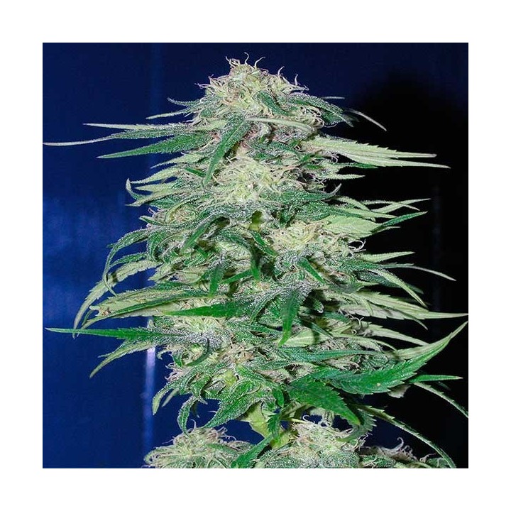 K2 Feminizada de Homegrown Fantaseeds