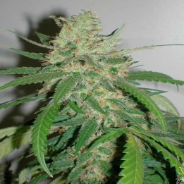 SPR Haze Feminizada de Homegrown Fantaseeds