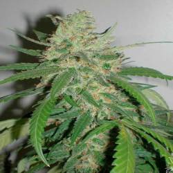 SPR Haze Feminizada de Homegrown Fantaseeds