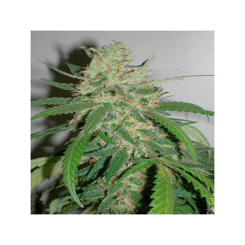 SPR Haze Feminizada de Homegrown Fantaseeds