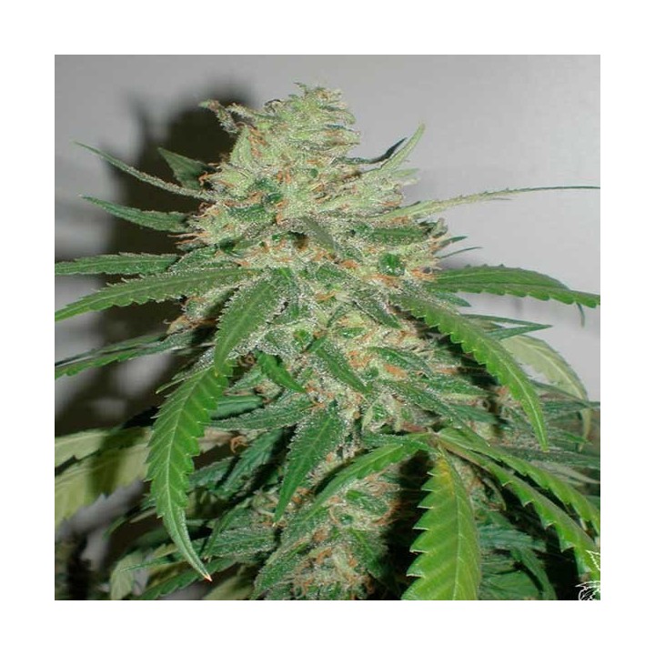 SPR Haze Feminizada de Homegrown Fantaseeds