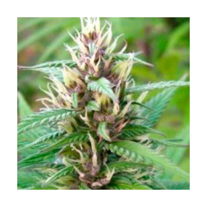 Mind Bender Feminizada de Homegrown Fantaseeds