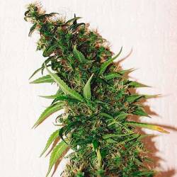 Swiss Xt Feminizada de Homegrown Fantaseeds