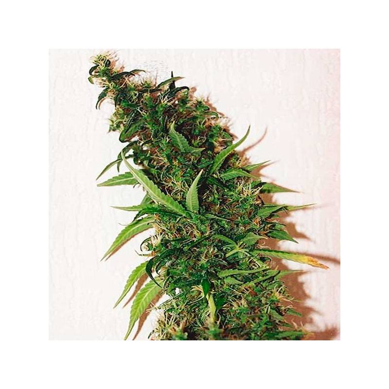 Swiss Xt Feminizada de Homegrown Fantaseeds