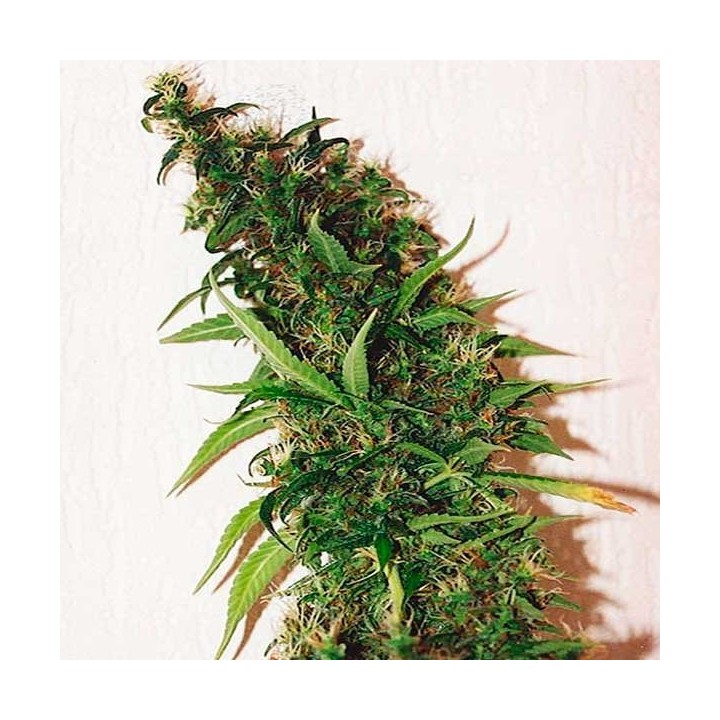 Swiss Xt Feminizada de Homegrown Fantaseeds