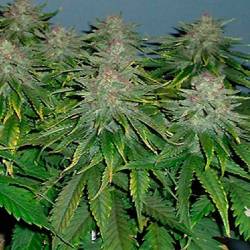 Cristal Limit Feminizada de Homegrown Fantaseeds