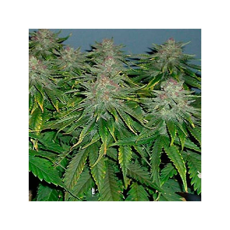 Cristal Limit Feminizada de Homegrown Fantaseeds