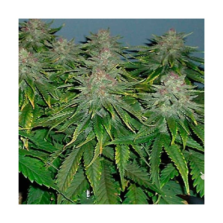 Cristal Limit Feminizada de Homegrown Fantaseeds