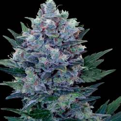 Northern Lights Feminizada de Homegrown Fantaseeds