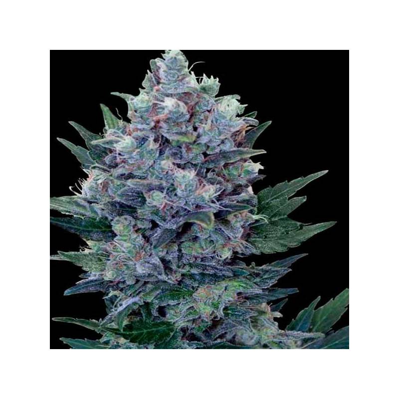 Northern Lights Feminizada de Homegrown Fantaseeds