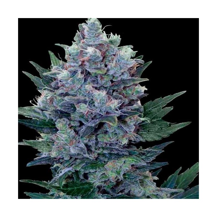 Northern Lights Feminizada de Homegrown Fantaseeds