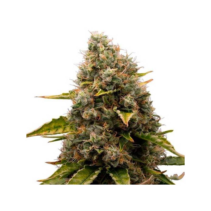 White Widow Feminizada de Homegrown Fantaseeds