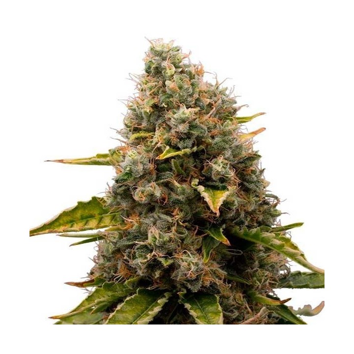 White Widow Feminizada de Homegrown Fantaseeds