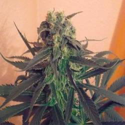 Mango Feminizada de Homegrown Fantaseeds