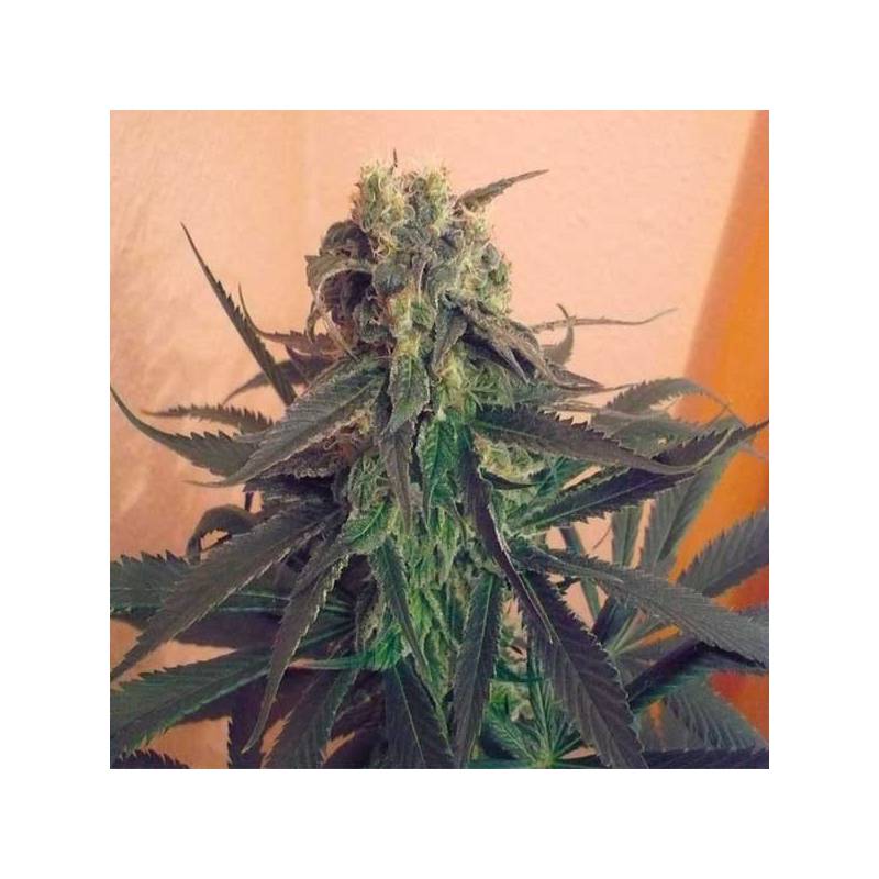 Mango Feminizada de Homegrown Fantaseeds