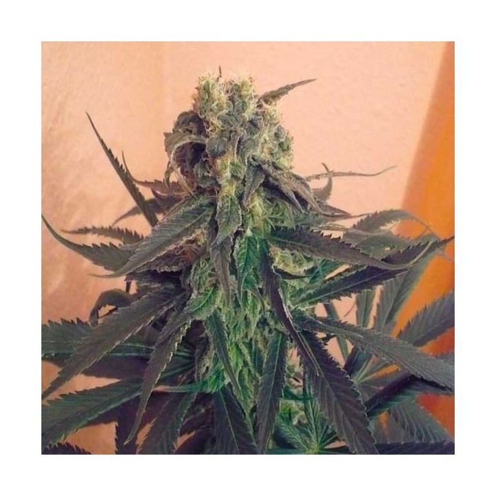 Mango Feminizada de Homegrown Fantaseeds