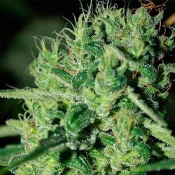 Blue Haze Feminizada de Homegrown Fantaseeds