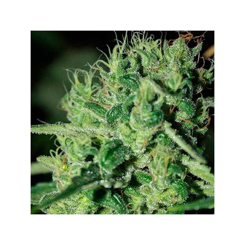 Blue Haze Feminizada de Homegrown Fantaseeds