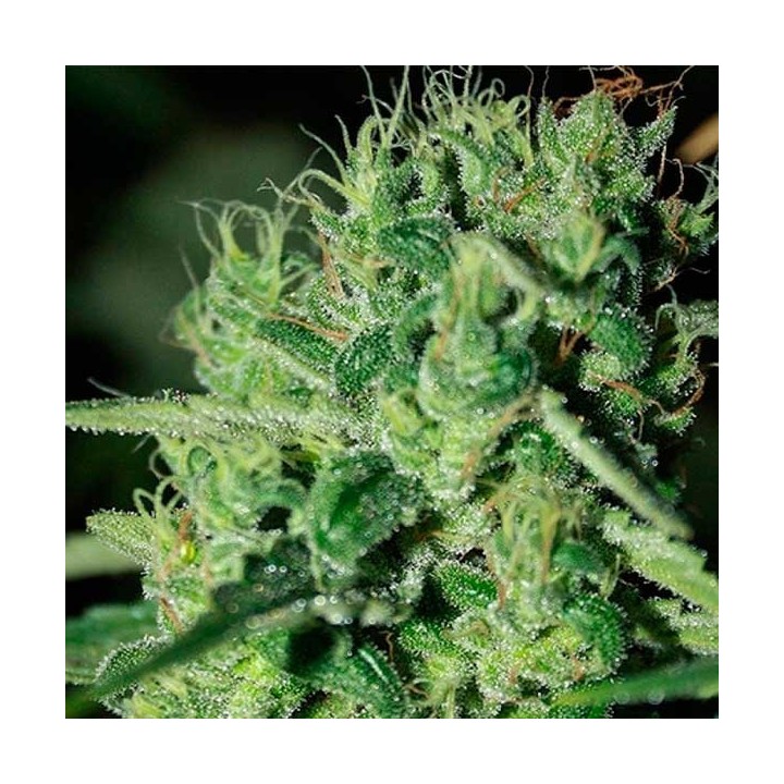 Blue Haze Feminizada de Homegrown Fantaseeds