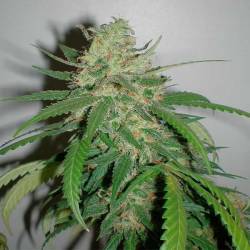 Amazing Haze Feminizada de Homegrown Fantaseeds