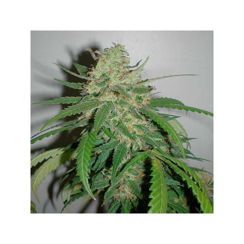 Amazing Haze Feminizada de Homegrown Fantaseeds