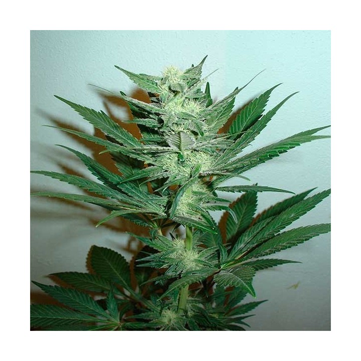 Armageddon Feminizada de Homegrown Fantaseeds