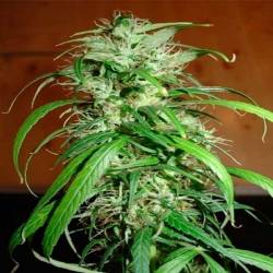 Haze Feminizada de Homegrown Fantaseeds