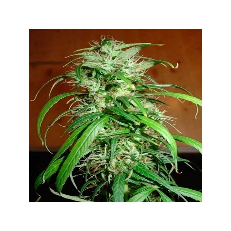 Haze Feminizada de Homegrown Fantaseeds