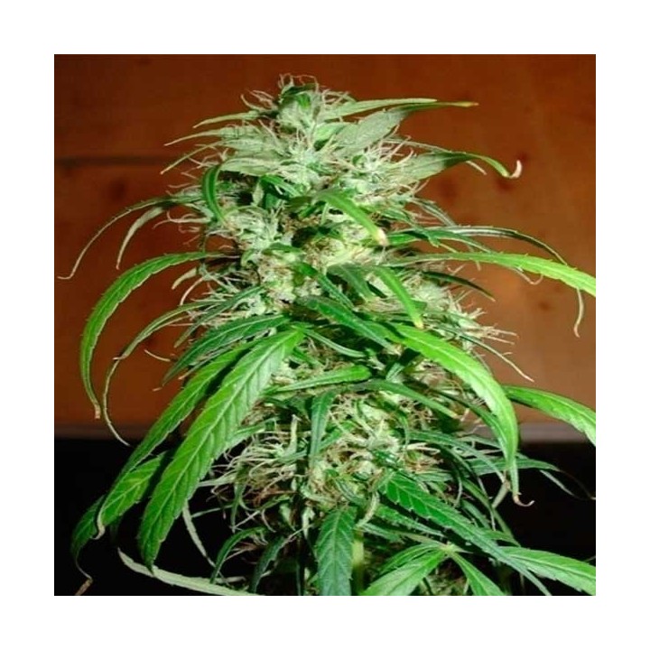 Haze Feminizada de Homegrown Fantaseeds