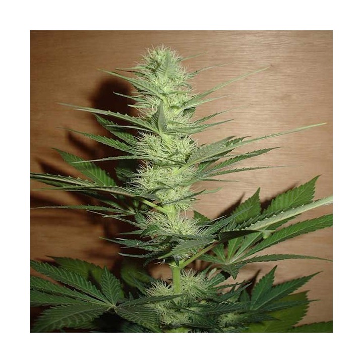 Big Bud Feminizada de Homegrown Fantaseeds