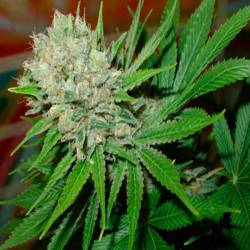 Blue Pearl Autofloreciente Feminizada de Homegrown Fantaseeds