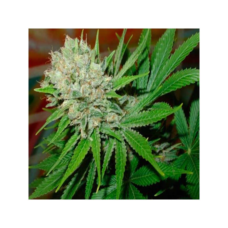 Blue Pearl Autofloreciente Feminizada de Homegrown Fantaseeds