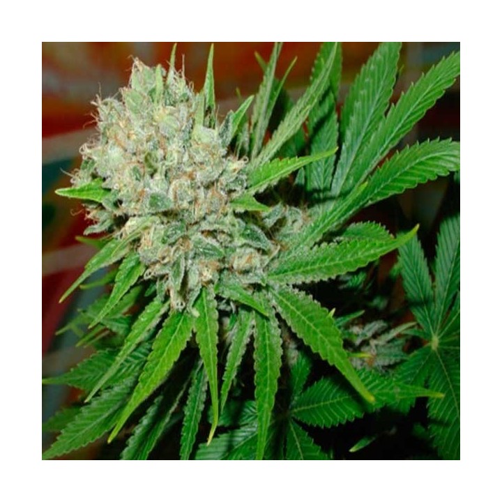 Blue Pearl Autofloreciente Feminizada de Homegrown Fantaseeds