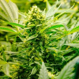 Low Ryder Autofloreciente Feminizada de Homegrown Fantaseeds