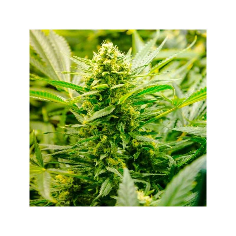 Low Ryder Autofloreciente Feminizada de Homegrown Fantaseeds